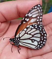Danaus gilippus candidus