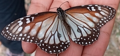 Danaus gilippus candidus