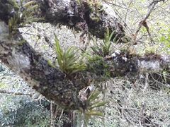 Acianthera sonderiana