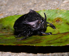 Phanaeus triangularis