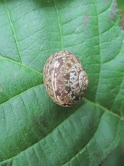 Circassina frutis