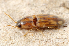 Conoderus pictus