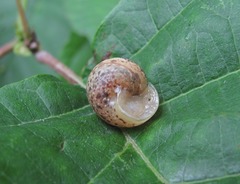 Circassina frutis