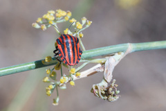 Graphosoma italicum italicum