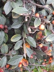 Cotoneaster acuminatus