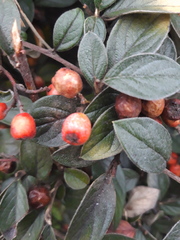 Cotoneaster acuminatus