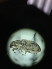 Sitona cylindricollis