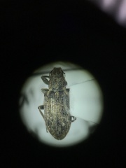 Sitona cylindricollis