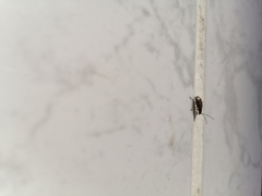 Isotes multipunctata