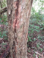 Thouinia paucidentata