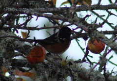 Pipilo maculatus oregonus