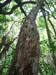 Thouinia paucidentata