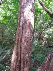 Thouinia paucidentata