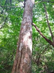 Thouinia paucidentata