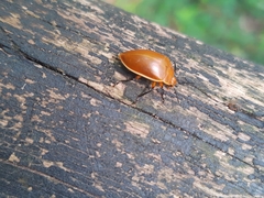 Iphiclus tenuecinctus