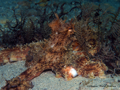 Octopus americanus