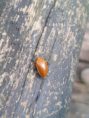 Iphiclus tenuecinctus