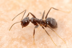 Nylanderia bourbonica