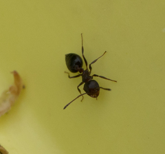 Crematogaster coarctata