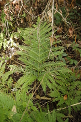 Pteris dentata