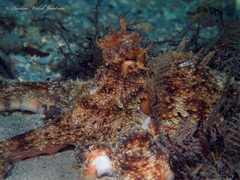 Octopus americanus