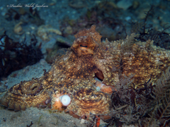 Octopus americanus