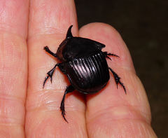 Phanaeus triangularis