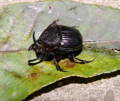 Phanaeus triangularis