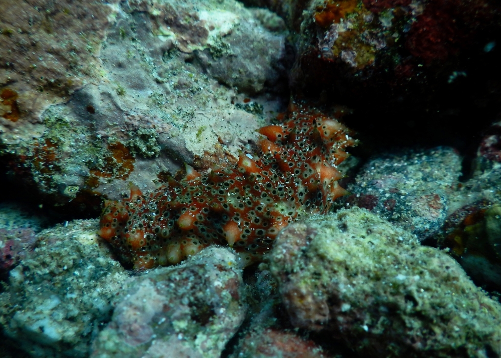 Holothuria kefersteinii