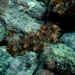 Holothuria kefersteinii - Photo (c) axelvasquez20, some rights reserved (CC BY-NC), uploaded by axelvasquez20