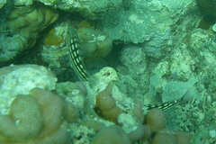 Lutjanus decussatus