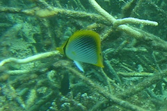 Chaetodon ocellicaudus