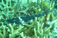 Cymbacephalus beauforti