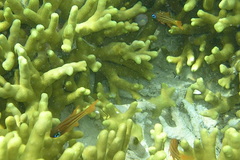 Ostorhinchus compressus