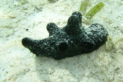 Coriocella nigra