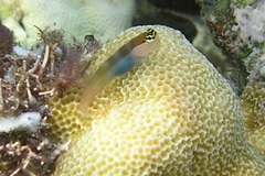 Ecsenius caeruliventris