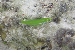 Halichoeres chloropterus