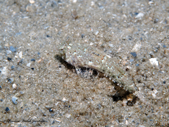 Chalinops pauciradiatus