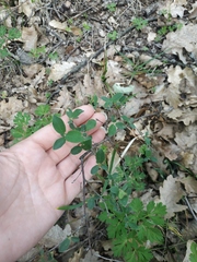 Cotoneaster tauricus