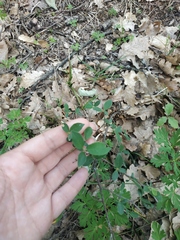 Cotoneaster tauricus