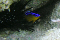 Pomacentrus simsiang