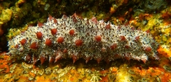 Holothuria inornata