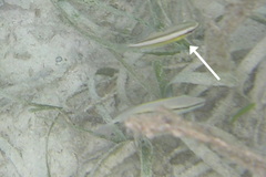 Scolopsis margaritifera