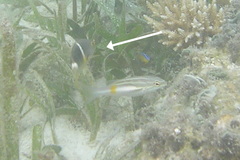 Chrysiptera leucopoma