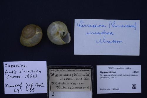 Circassina frutis