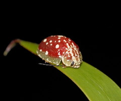 Paropsis marmorea