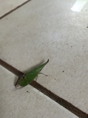 Odontoptera carrenoi