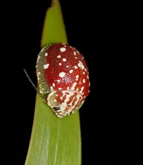 Paropsis marmorea
