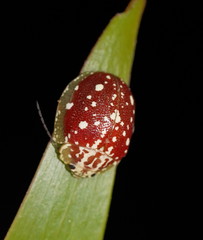 Paropsis marmorea
