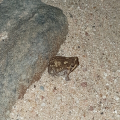Breviceps passmorei